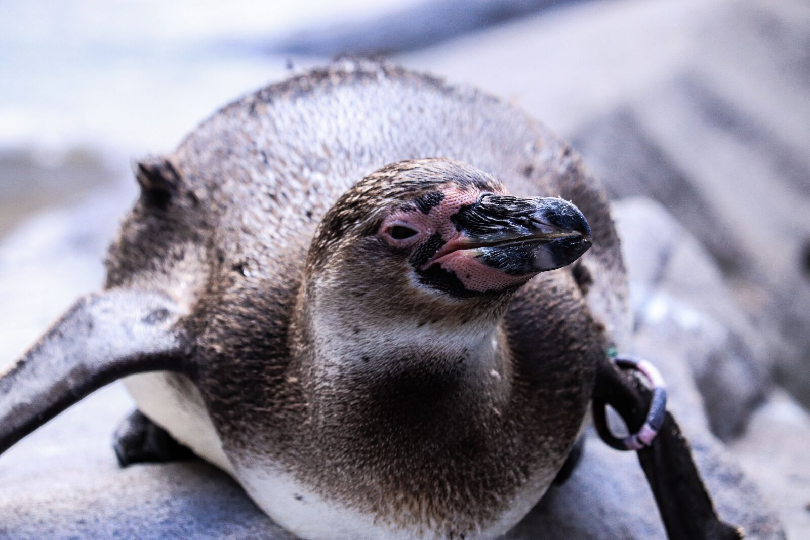 Canon EF-S 55-250mm F4-5.6 IS STM sample photo. Animals, penguins, bird photography