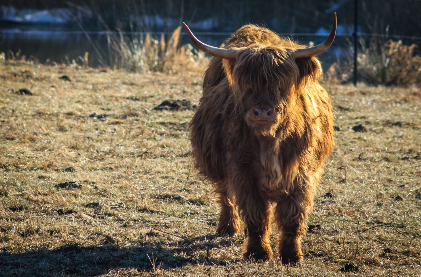 Canon EOS 700D (EOS Rebel T5i / EOS Kiss X7i) sample photo. Pasture, cow, urvieh photography