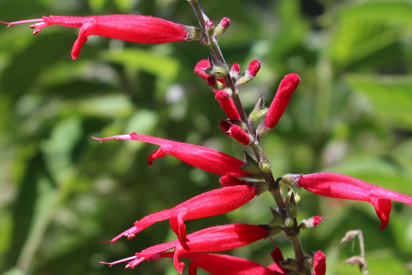 Canon EOS 600D (Rebel EOS T3i / EOS Kiss X5) sample photo. Flower, red, macro photography