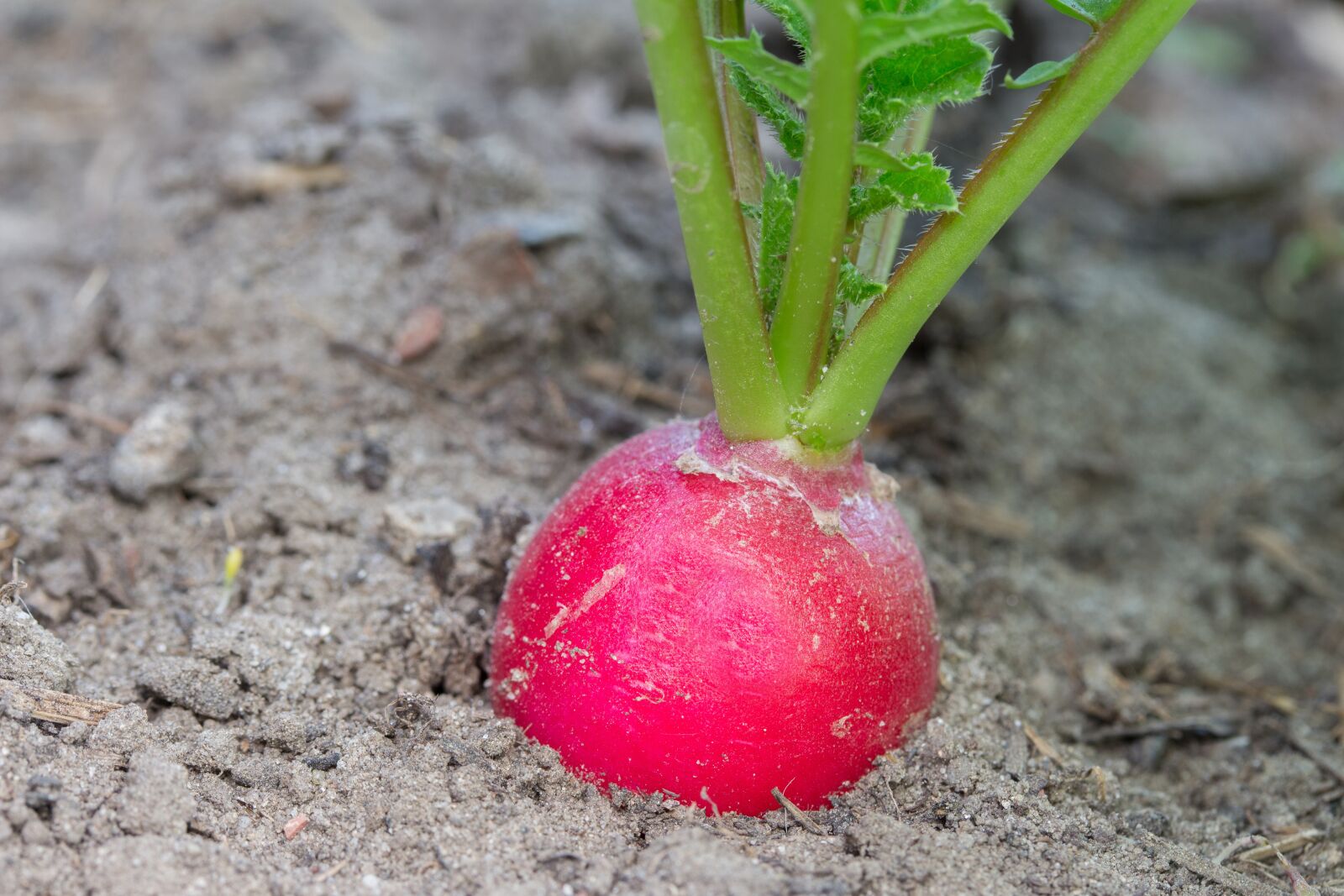 Canon EF-S 60mm F2.8 Macro USM sample photo. Radish, vegetables, red radish photography