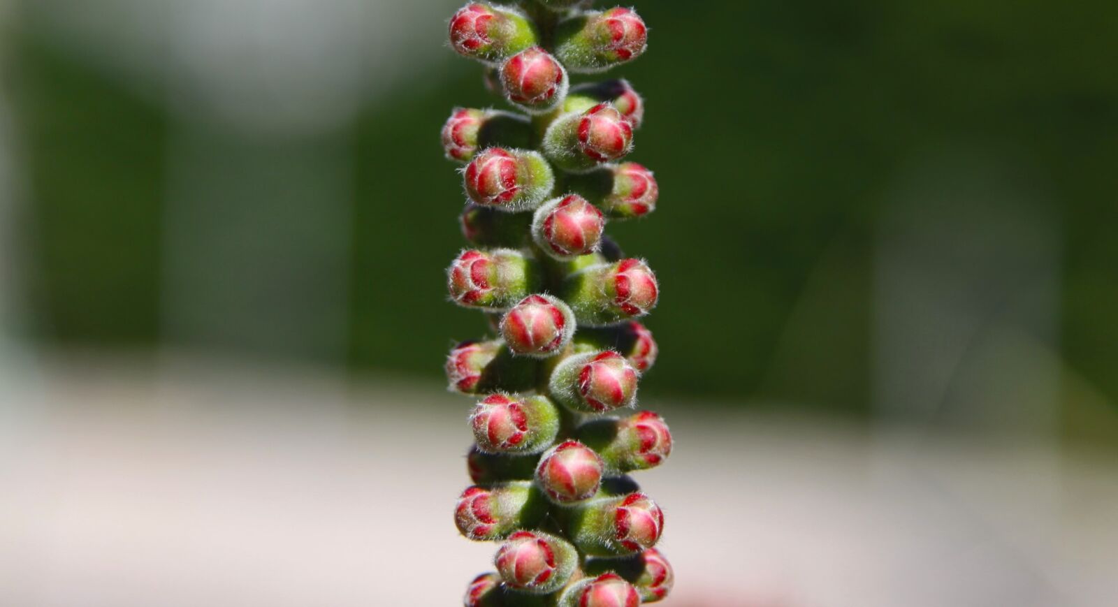 Canon EOS 50D sample photo. Flower buds, nature, bud photography