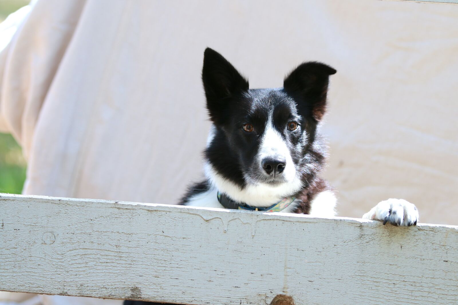 Canon EOS 70D sample photo. Dog, animal, looking photography