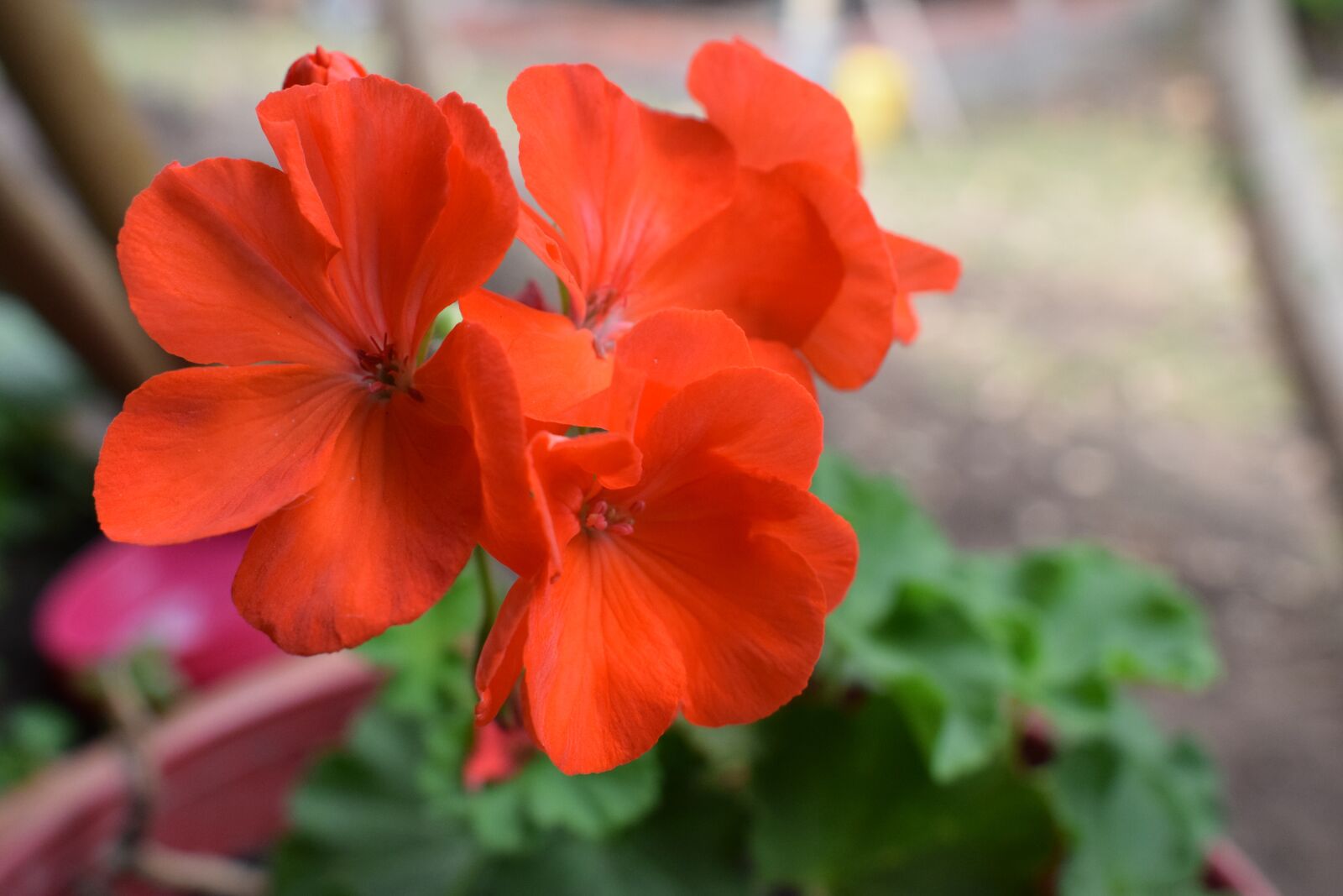 Nikon D5300 sample photo. Colombia, flowers, petal photography