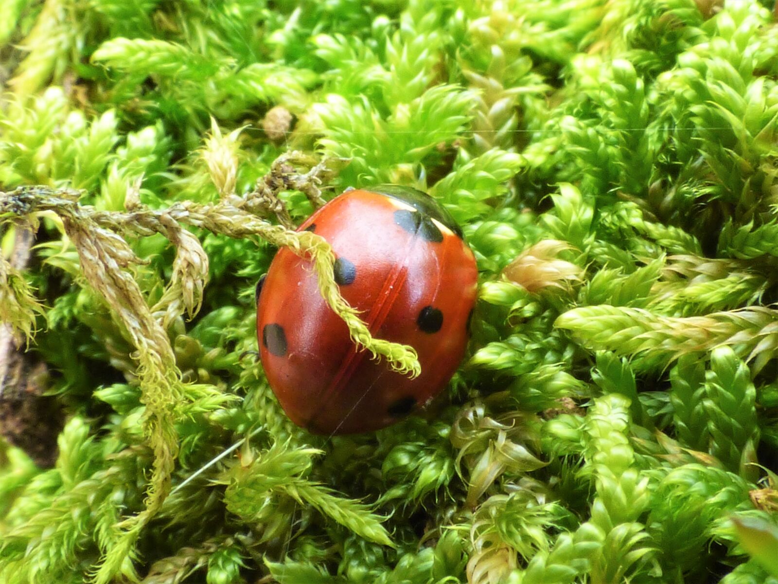 Panasonic DMC-FZ72 sample photo. Ladybug, autumn, forest photography