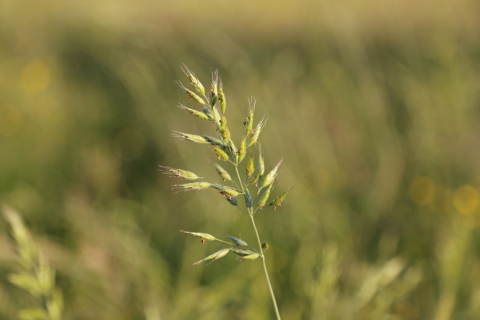 Canon EOS 6D sample photo. Grass, grasses, halm photography