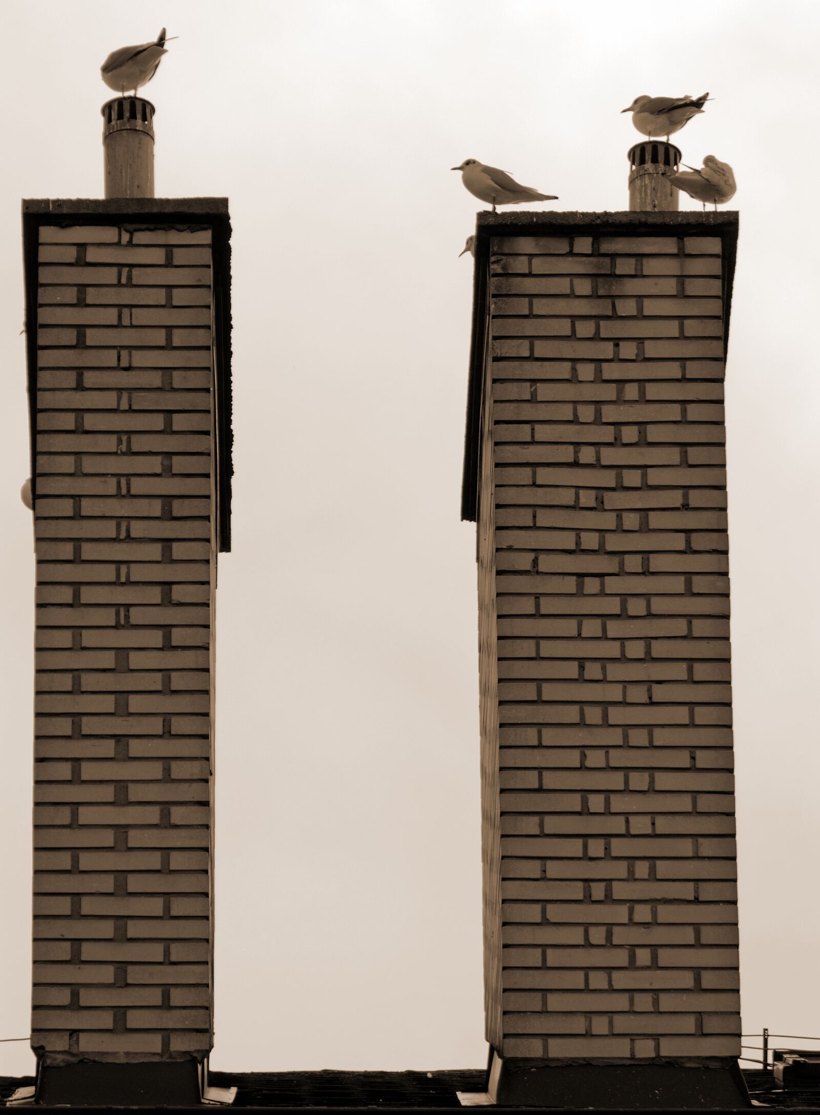Nikon D3100 sample photo. Birds, seagulls, the vents photography