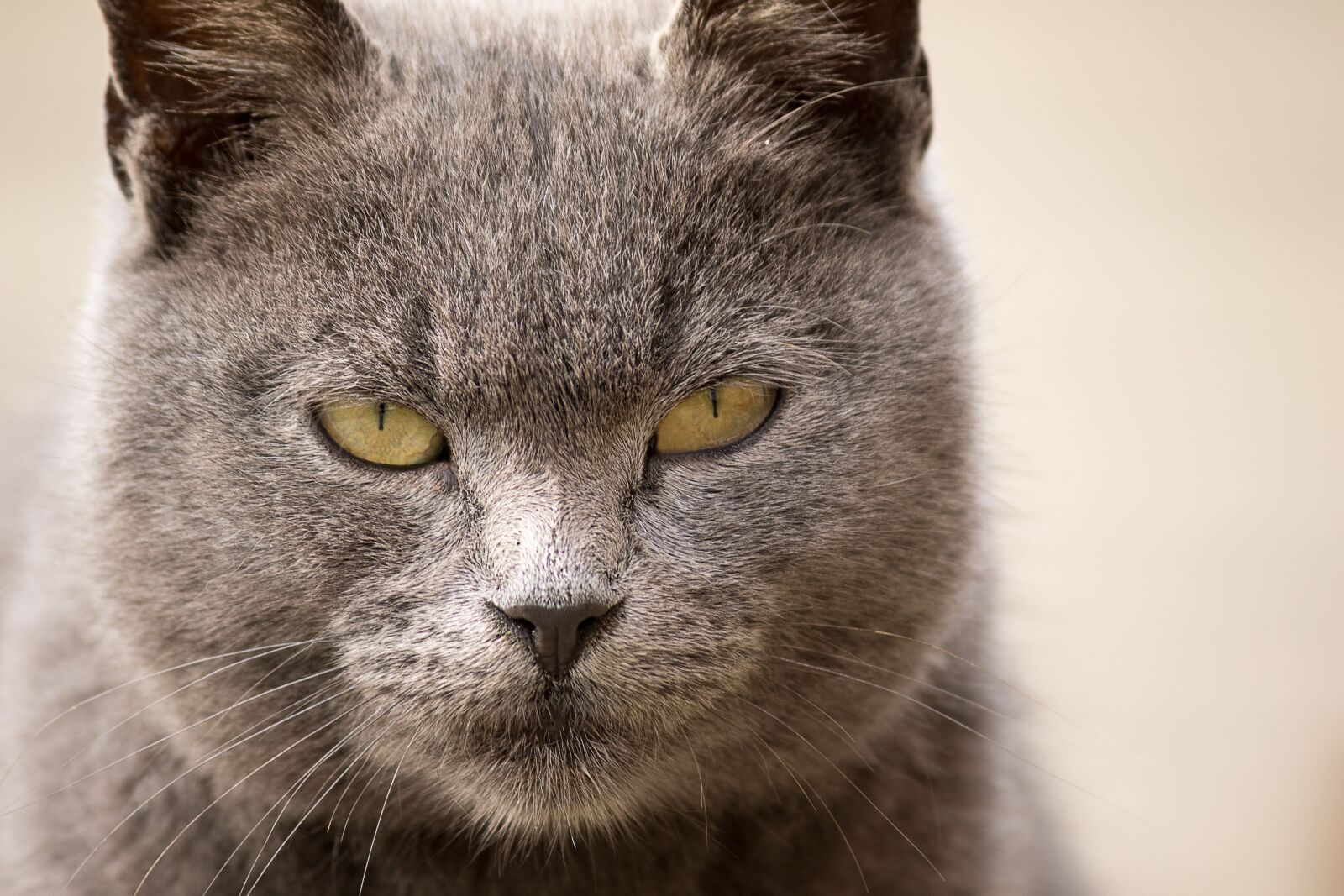 Canon EOS 7D Mark II sample photo. Cat, animal, portrait photography