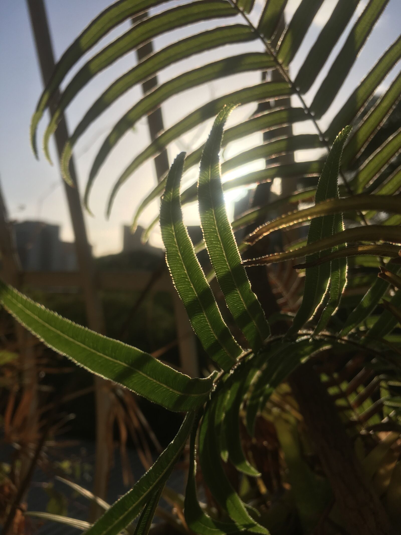 Apple iPhone 6s sample photo. Balcony, plant, garden photography