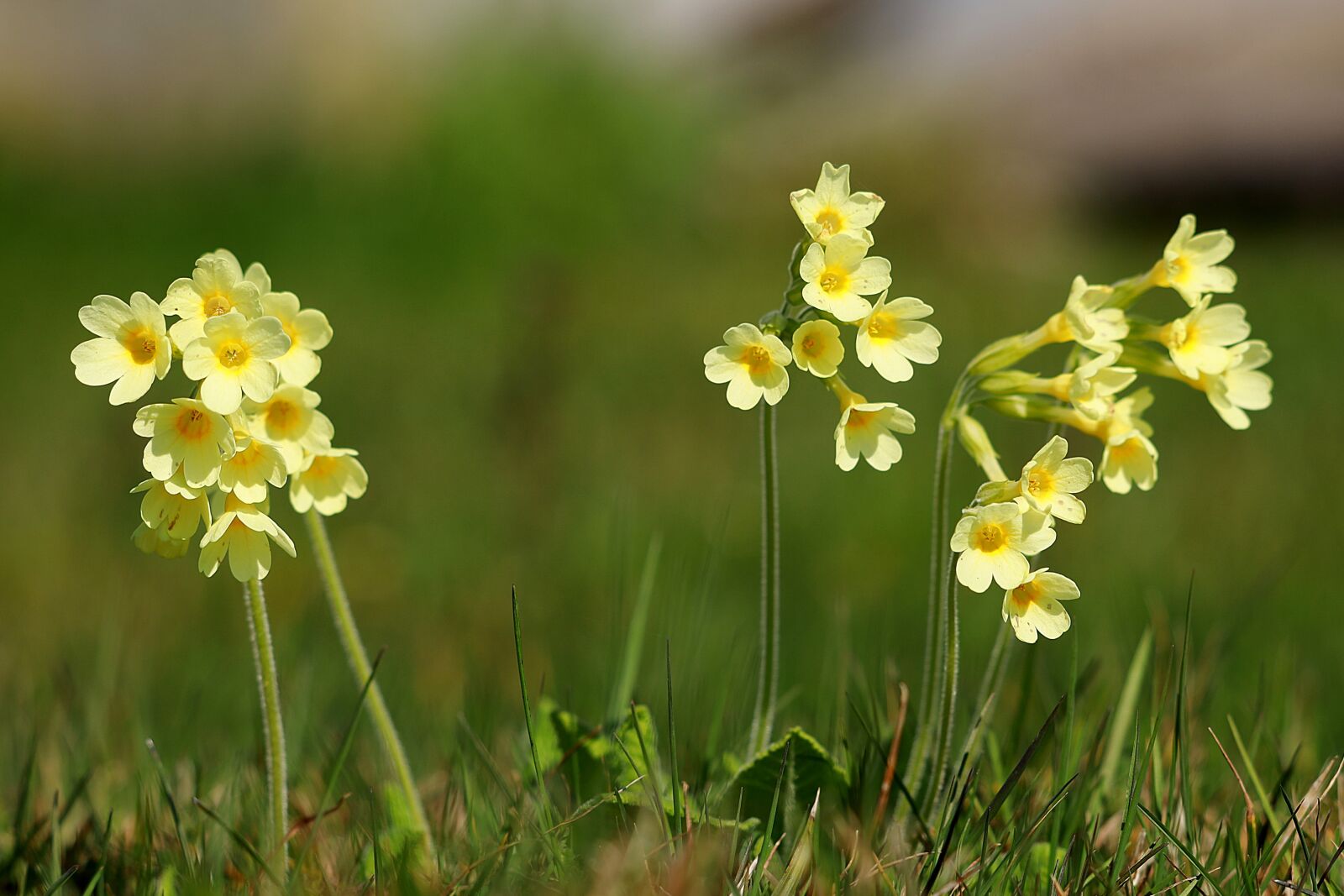 Canon EOS R + Canon EF 70-300 F4-5.6 IS II USM sample photo. Cowslip, spring, yellow photography