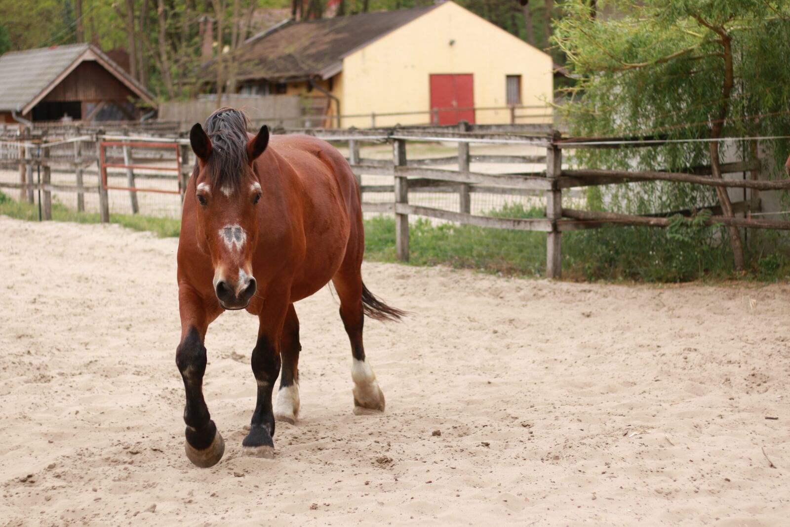 Canon EOS 70D sample photo. Horse, field, animal photography