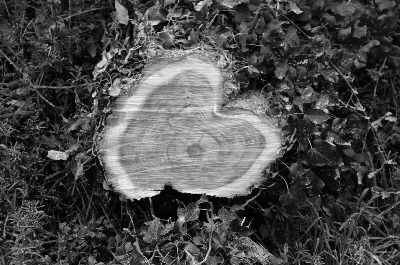 Nikon D5100 sample photo. Bois, coupe, forestier, foret photography