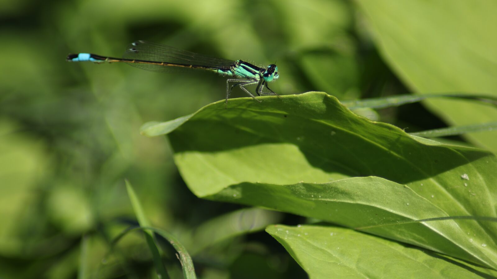 Canon EOS 80D sample photo. Dragonfly, blue, nature photography