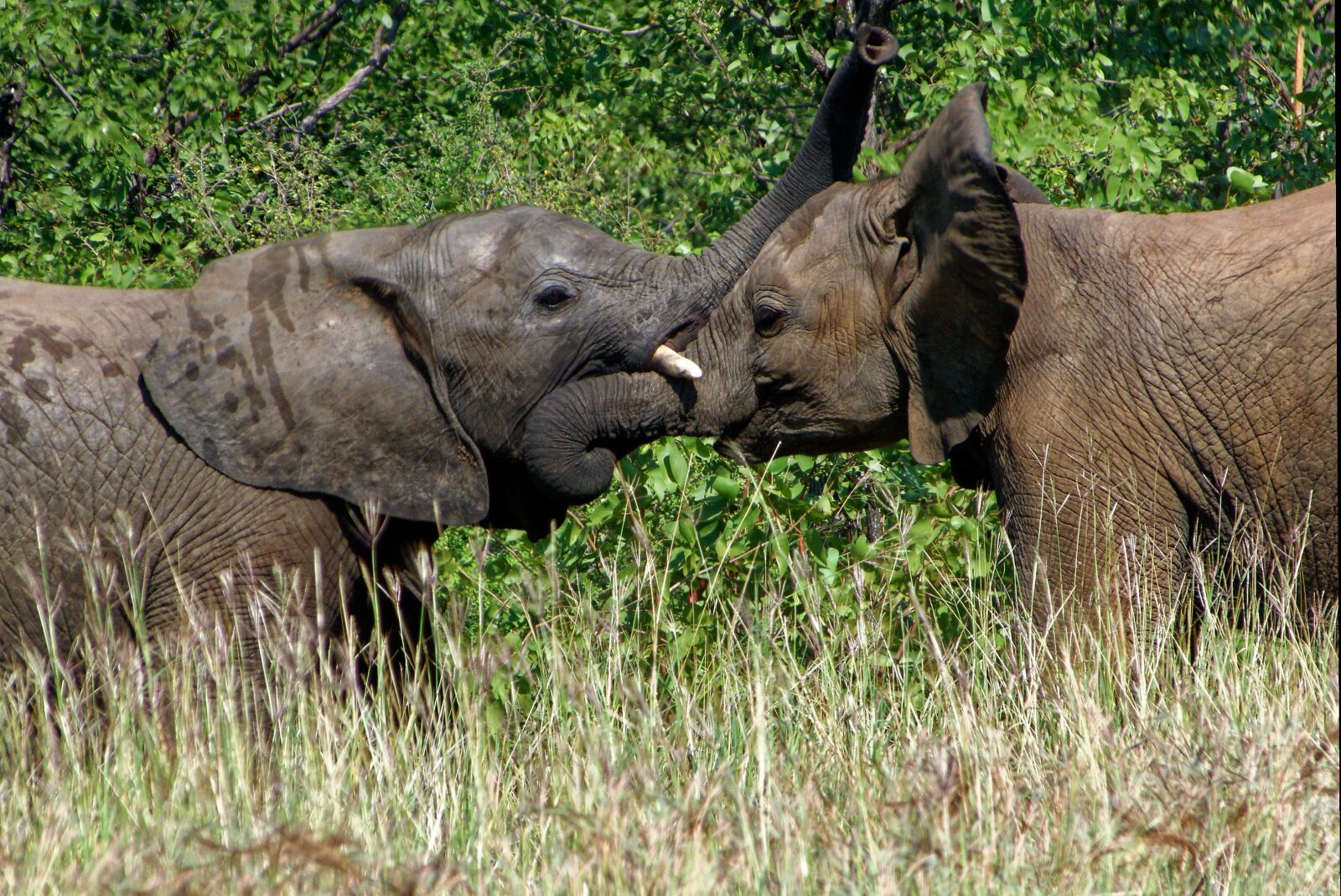 Panasonic Lumix DMC-FZ150 sample photo. Africa, elephant, kruger park photography