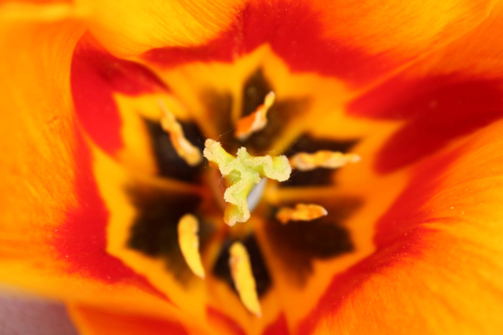 Canon EOS 2000D (EOS Rebel T7 / EOS Kiss X90 / EOS 1500D) sample photo. Tulip, flower, spring photography