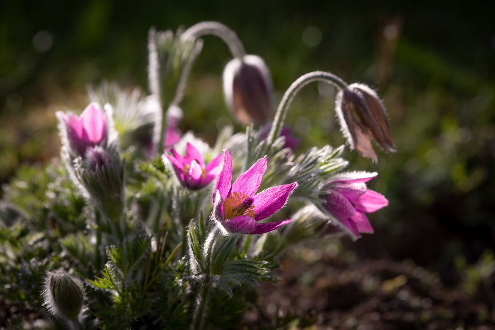 Nikon D750 sample photo. Flowers, anemones, garden photography
