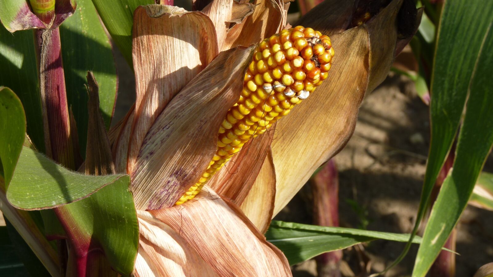 Panasonic Lumix DMC-FZ35 (Lumix DMC-FZ38) sample photo. Nature, corn, corn on photography