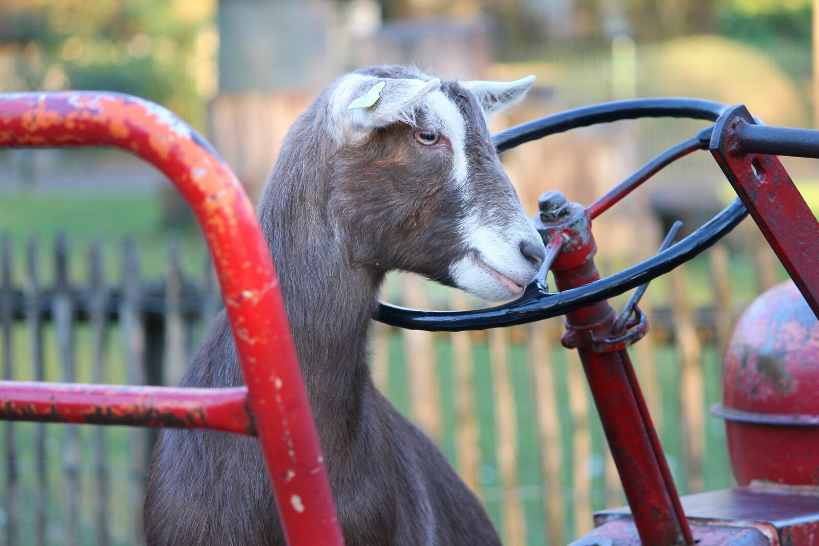 Canon EOS 1100D (EOS Rebel T3 / EOS Kiss X50) sample photo. Goat, tractor, farm photography