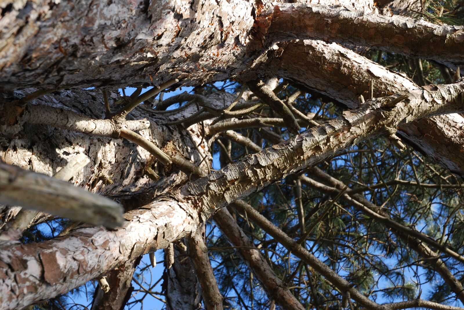 Nikon D80 sample photo. Wood, pine, natural photography