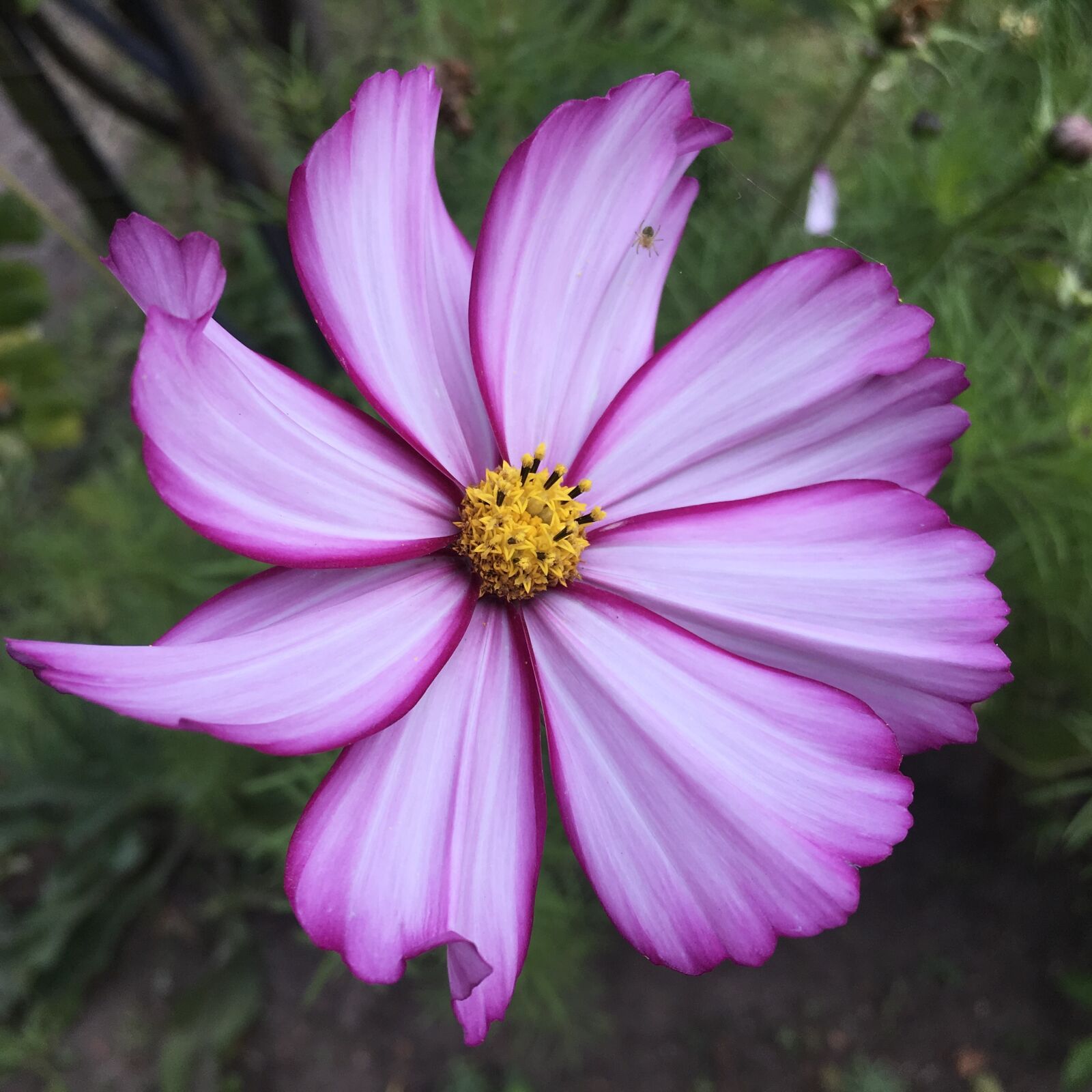 Apple iPad Pro sample photo. Flowers, violet, purple photography