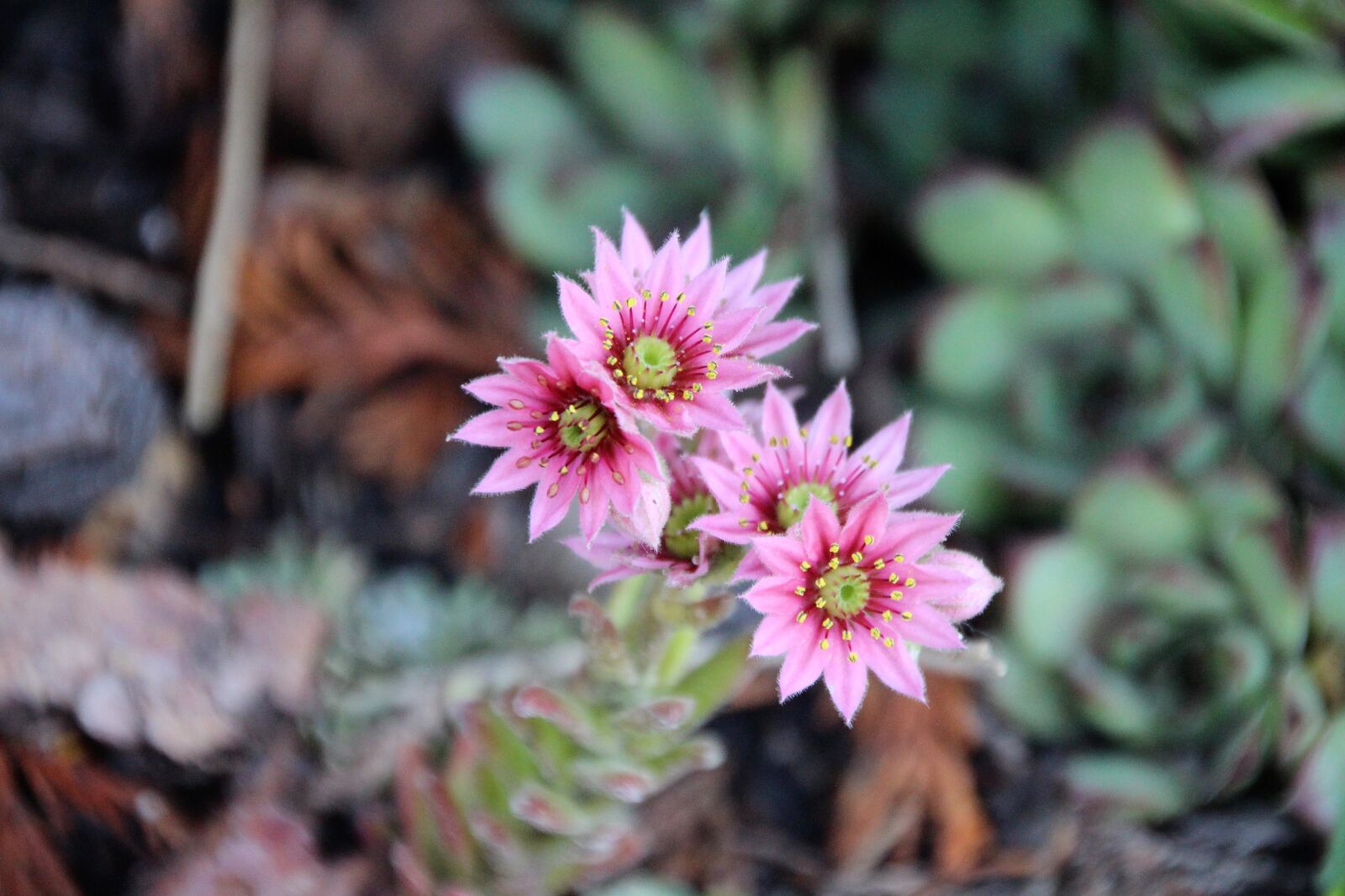 Canon EOS 650D (EOS Rebel T4i / EOS Kiss X6i) sample photo. Cactus, blossom, bloom photography