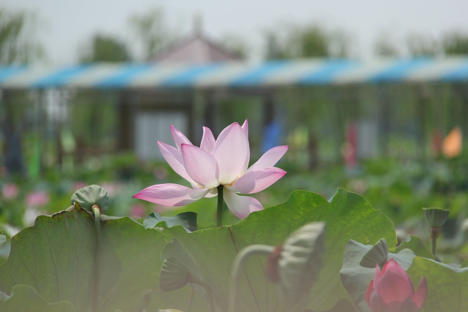 Canon EF-S 18-200mm F3.5-5.6 IS sample photo. Water lily, plant, scenery photography