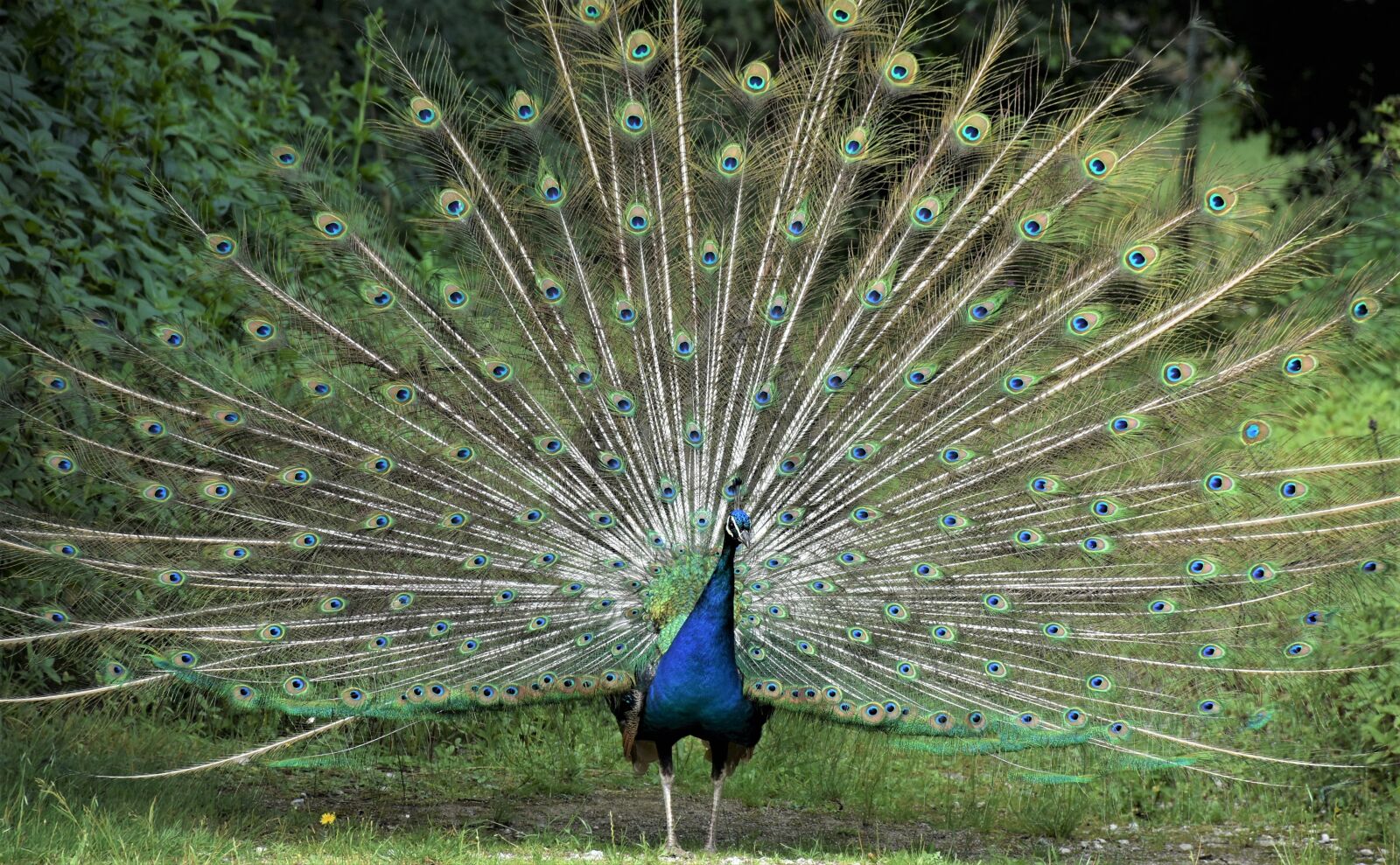 Nikon D7200 sample photo. Peacock, bird, feather photography