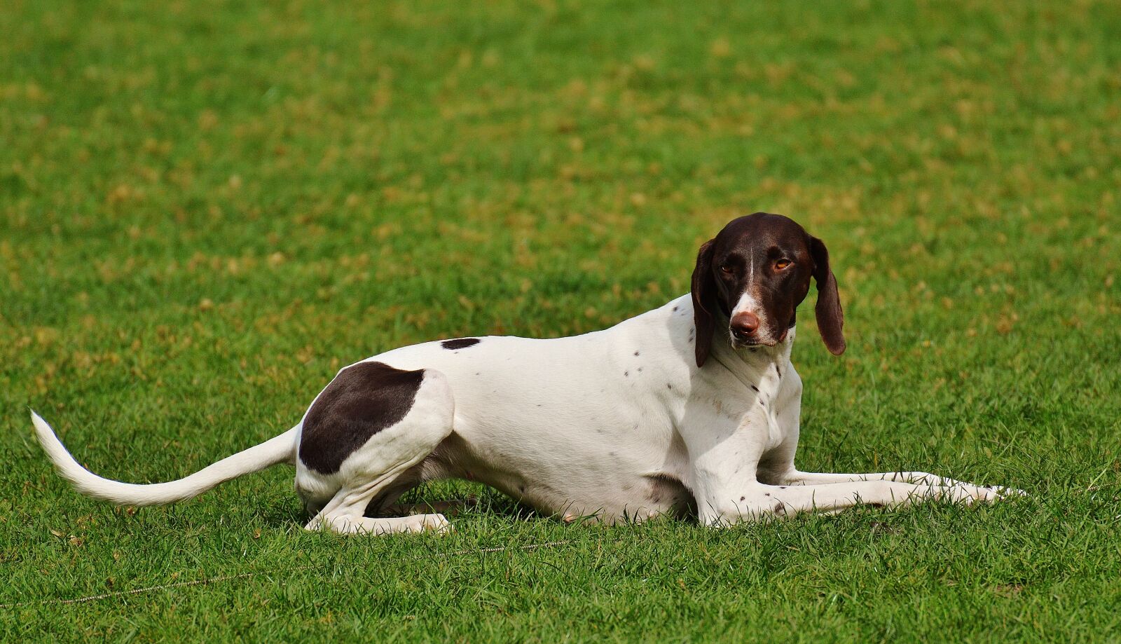 Nikon D3200 sample photo. Dog, wildpark poing, cute photography