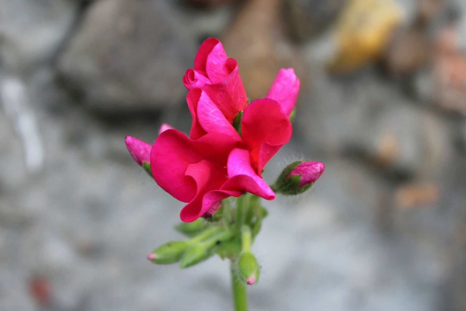 Canon EOS 1200D (EOS Rebel T5 / EOS Kiss X70 / EOS Hi) sample photo. Flower, red, red flower photography