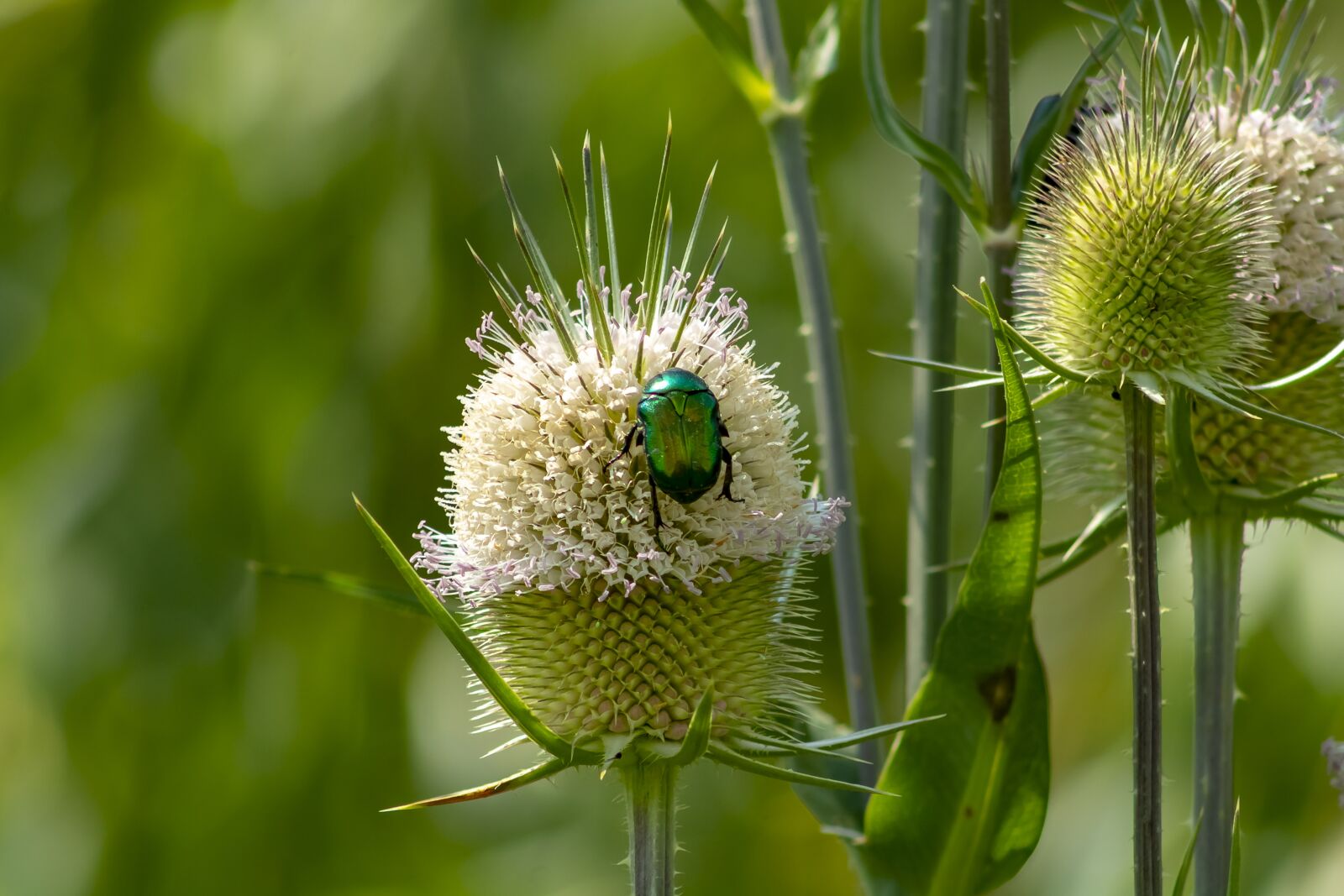 Canon EF75-300mm f/4-5.6 sample photo. Wildflower, stalk, szam rk photography