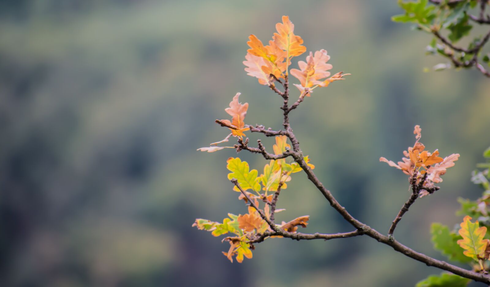 Nikon D3400 sample photo. Leaves, nature, background photography