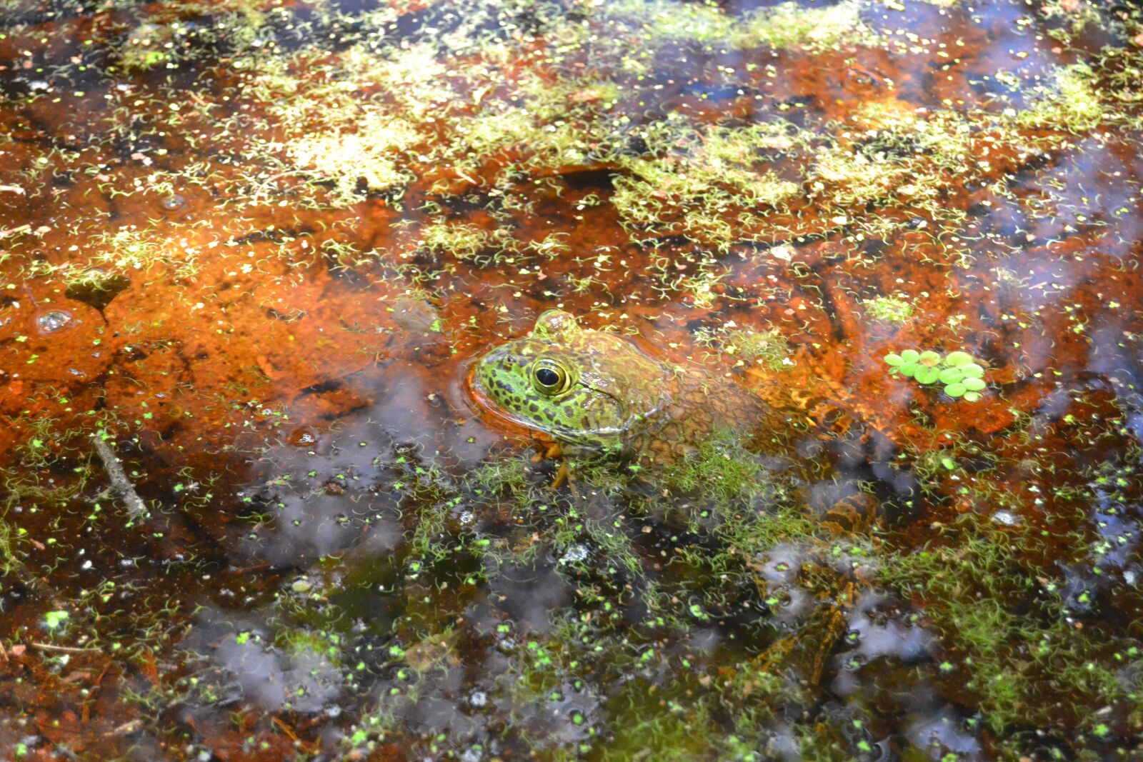 Nikon D3100 sample photo. Frog, swamp, frog in photography