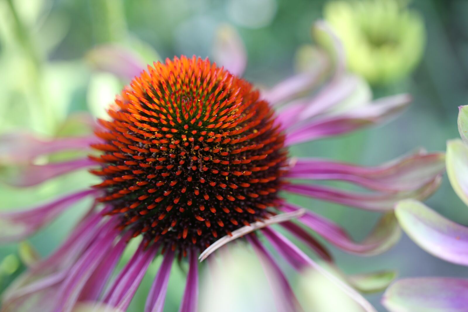Canon EOS 550D (EOS Rebel T2i / EOS Kiss X4) sample photo. Coneflower, close up, red photography