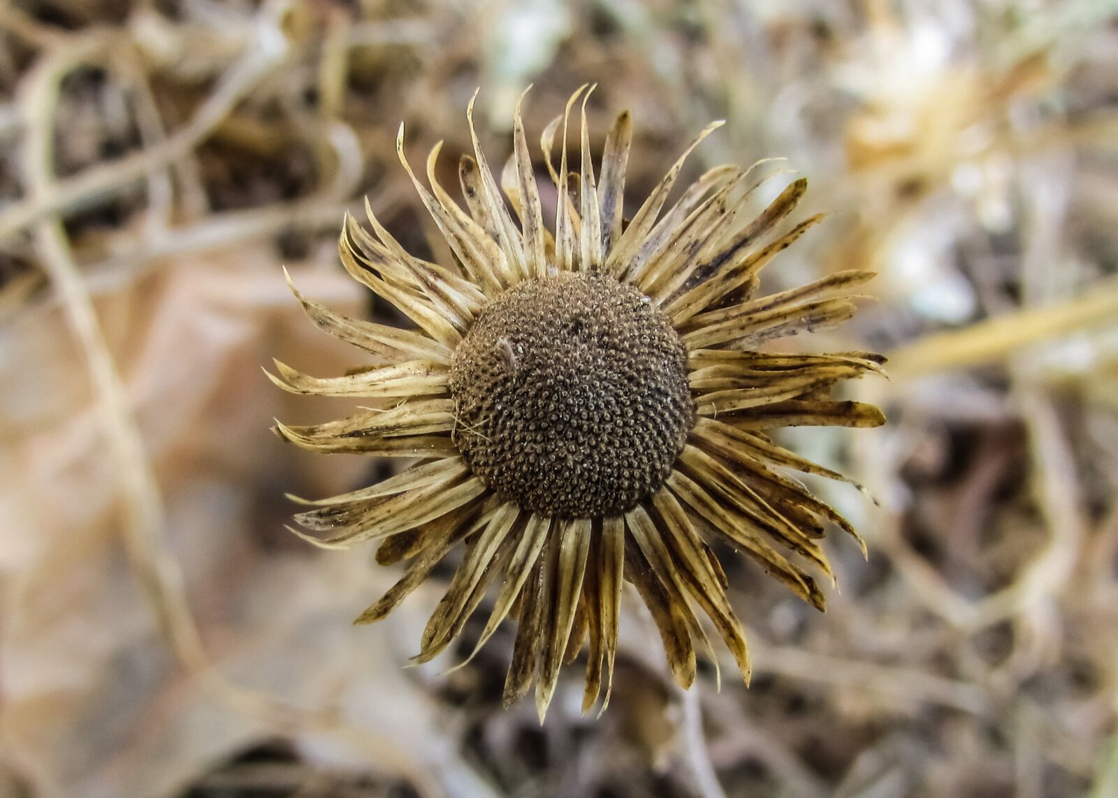 Canon PowerShot SX400 IS sample photo. Flower, dry, drought photography