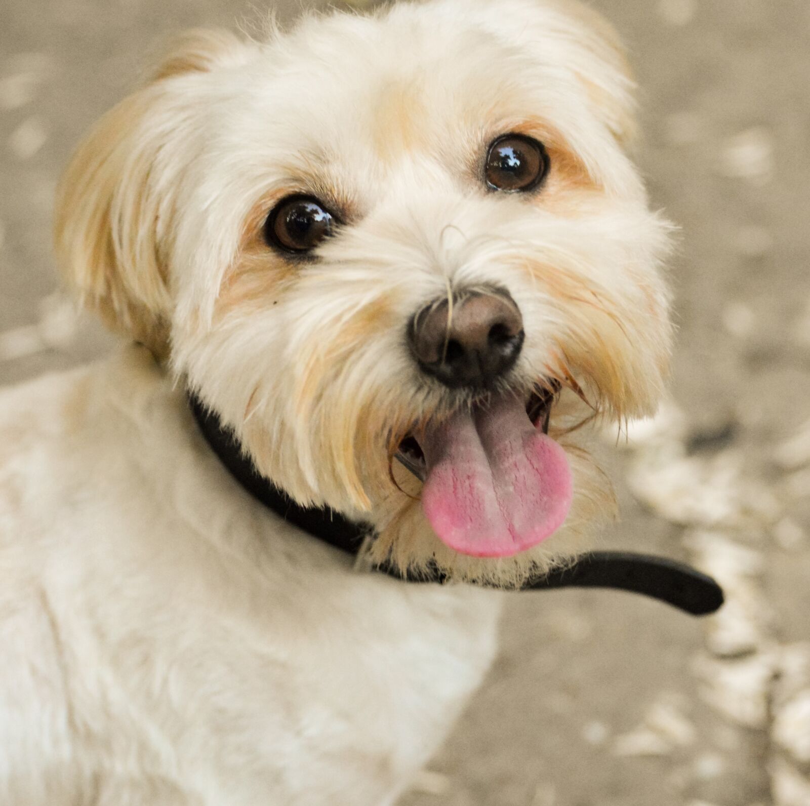 Nikon D3200 sample photo. Dog, happy, puppy photography