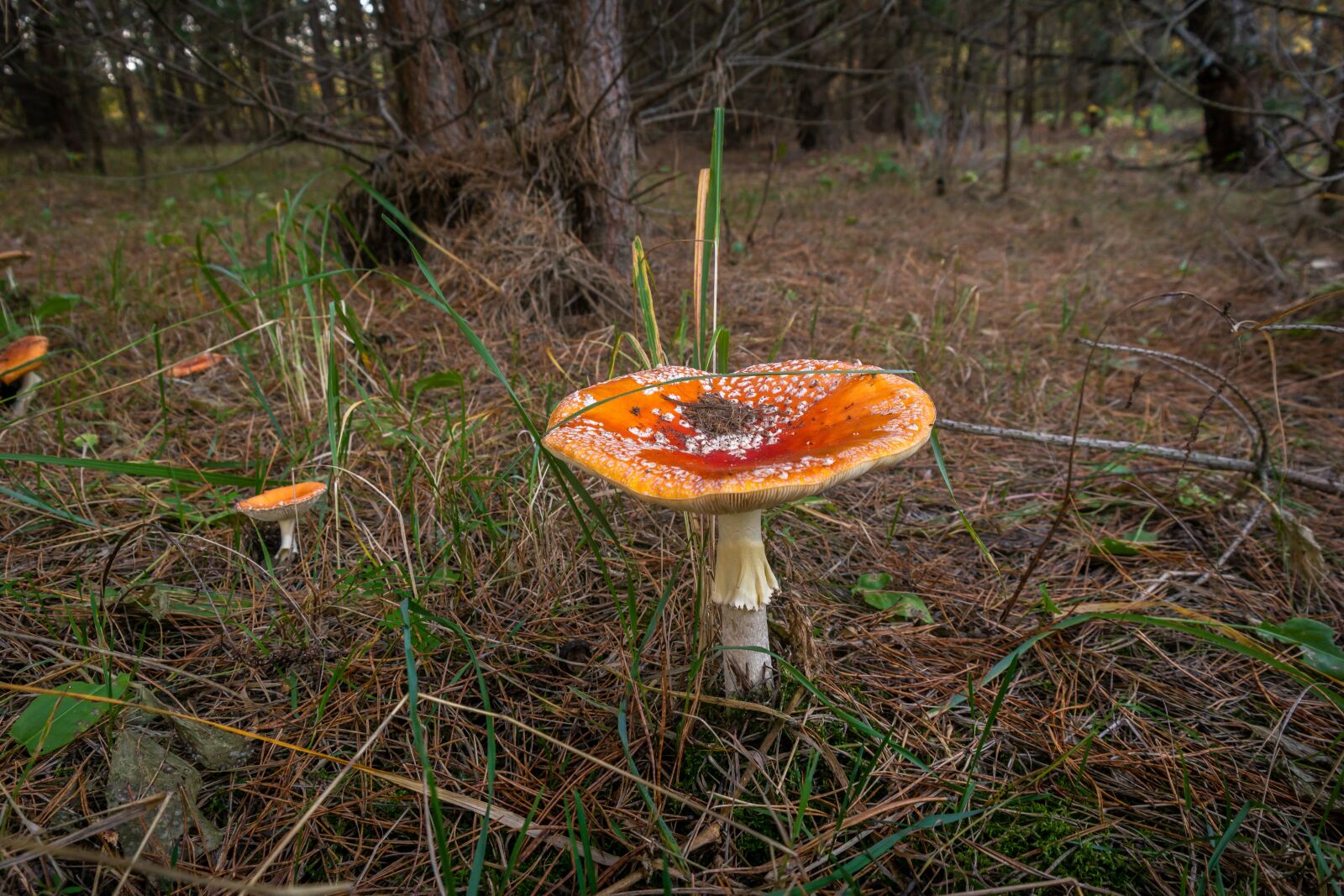 Samsung NX300 + Samsung NX 18-55mm F3.5-5.6 OIS sample photo. Mushrooms, forest, autumn photography