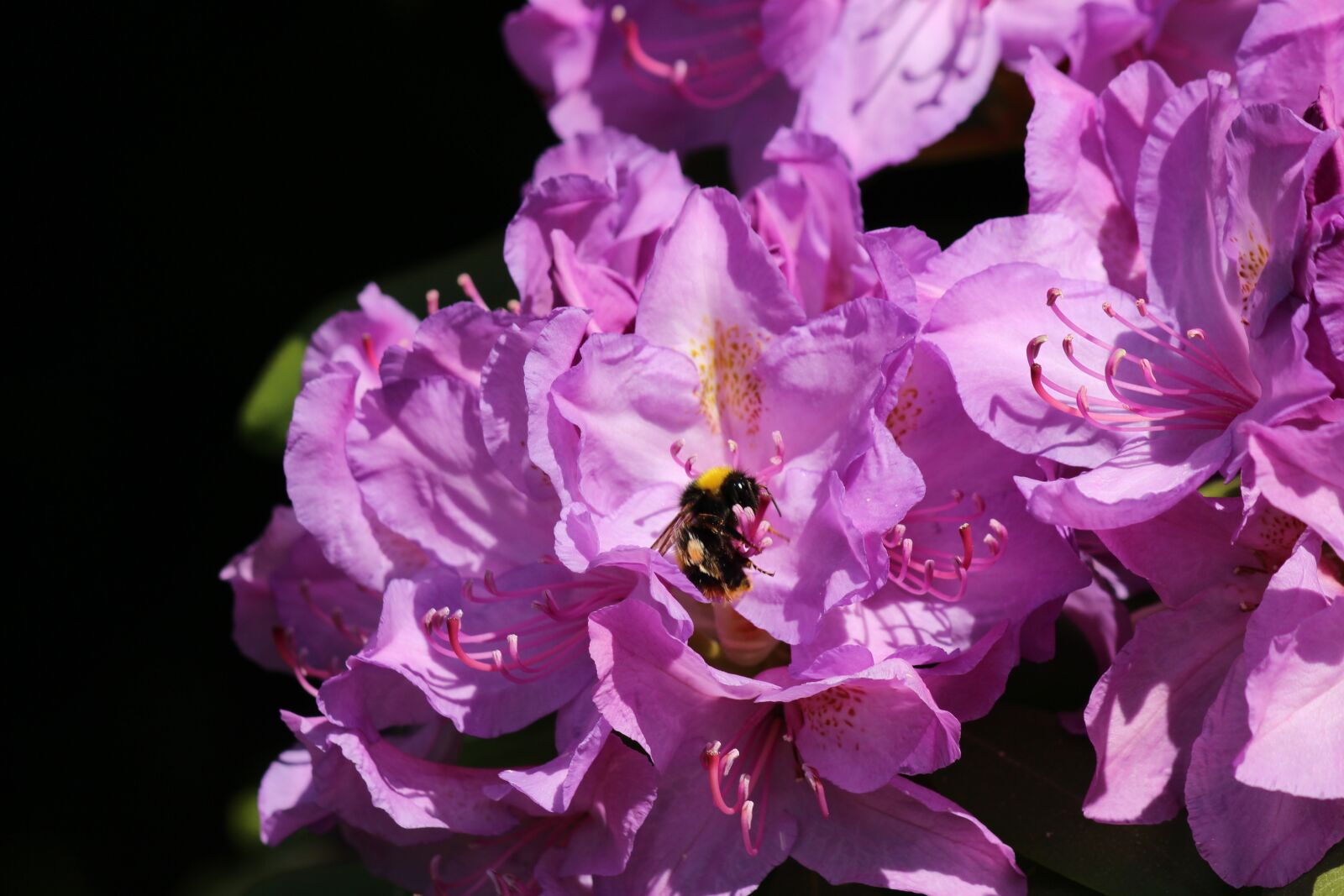 Canon EOS 700D (EOS Rebel T5i / EOS Kiss X7i) sample photo. Hummel, rhododendron, plant photography