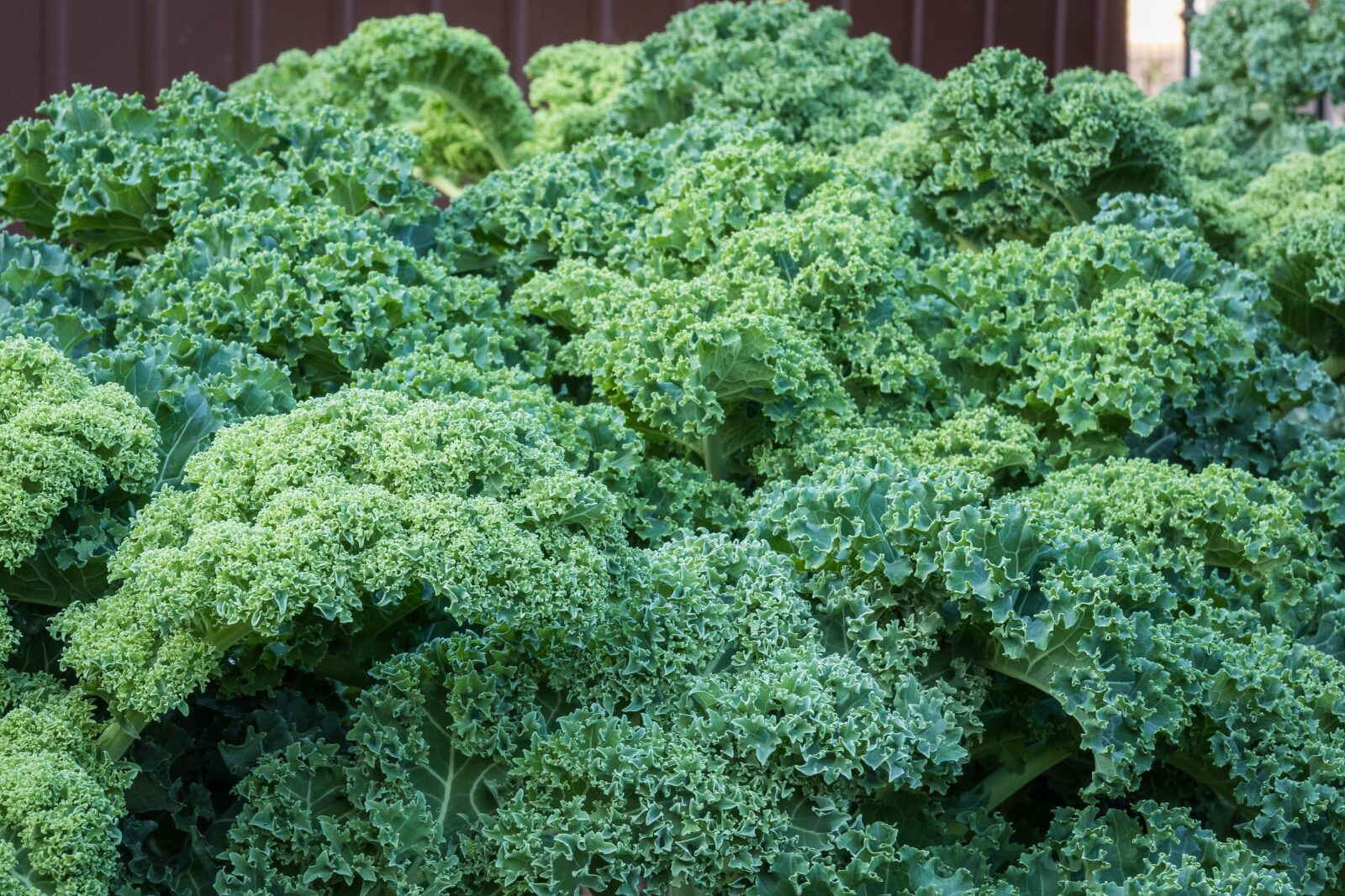 Canon EOS 7D Mark II sample photo. Kale, foliage, green photography