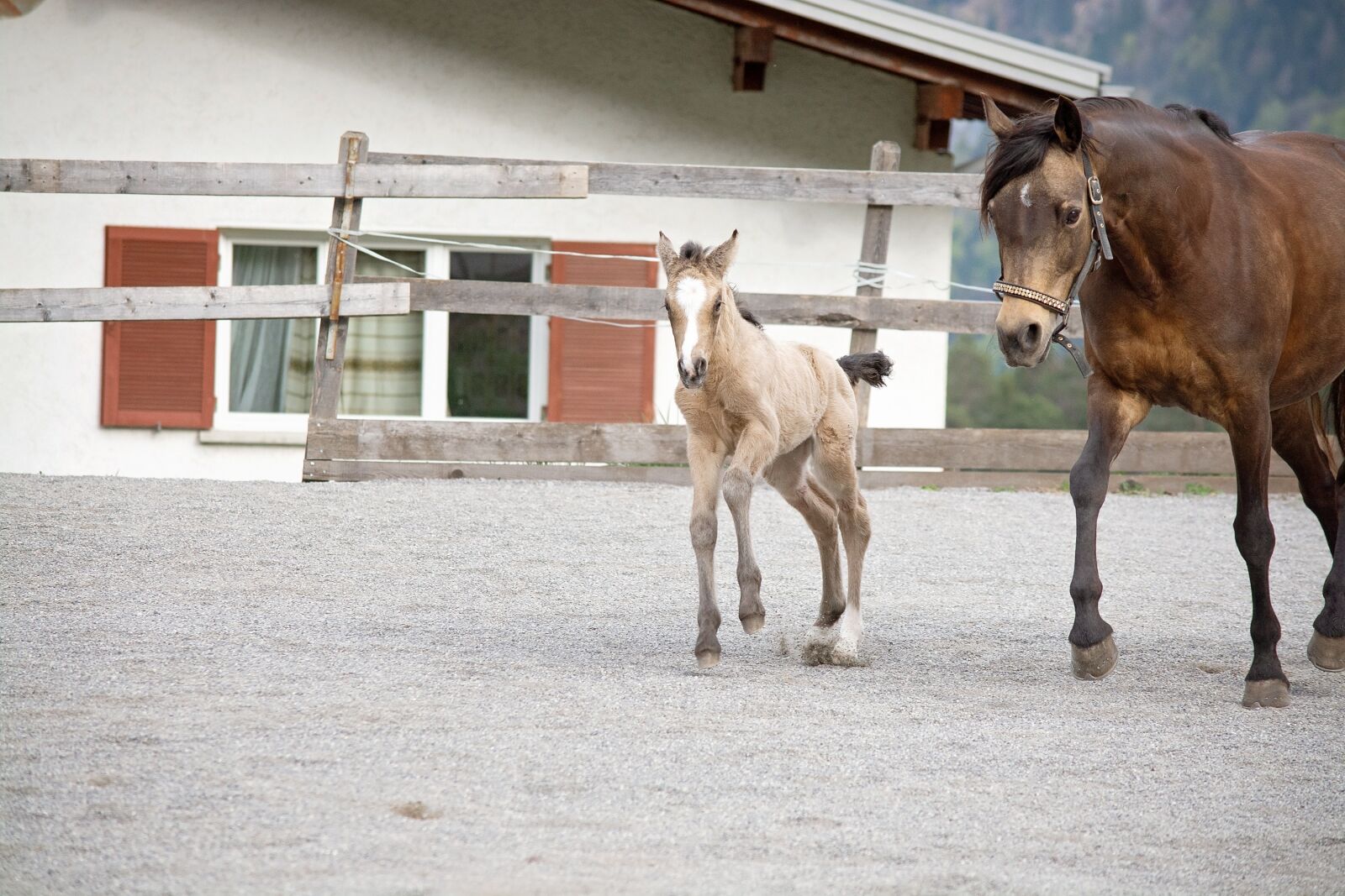 Nikon D7100 sample photo. Foal, mare, dam photography