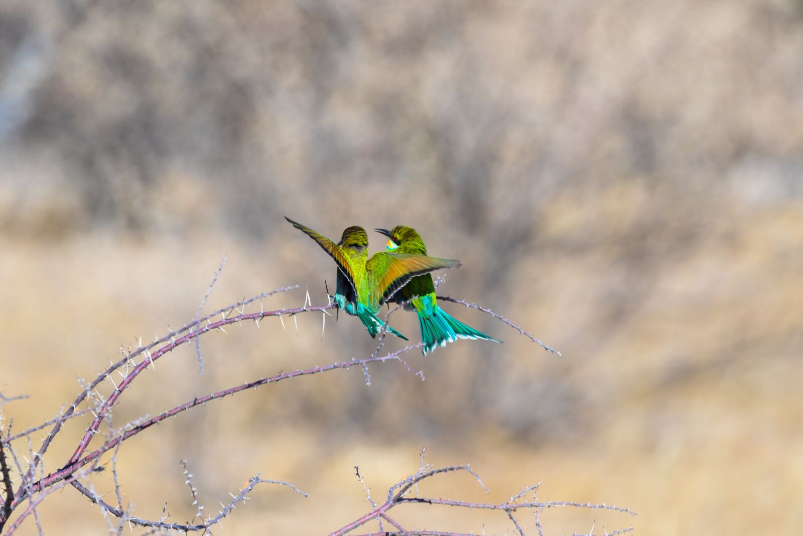 150-600mm F5-6.3 DG OS HSM | Contemporary 015 sample photo. European bee eater, bird photography