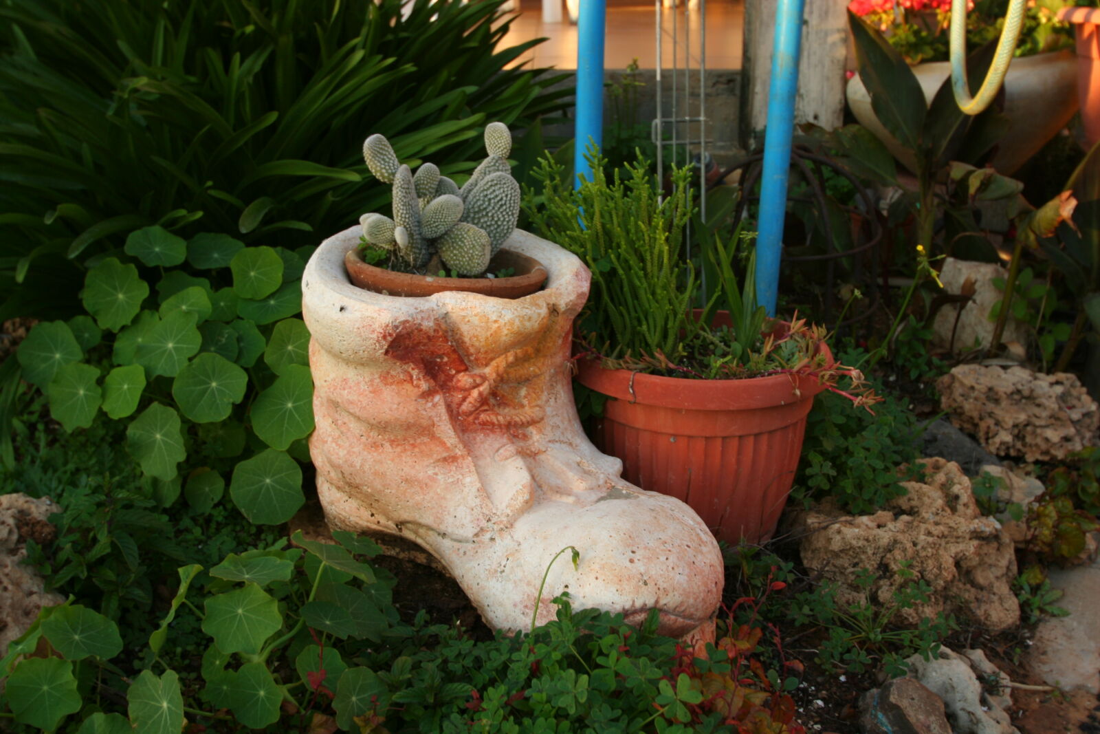 Canon EOS 350D (EOS Digital Rebel XT / EOS Kiss Digital N) sample photo. Cactus, garden, natural, art photography