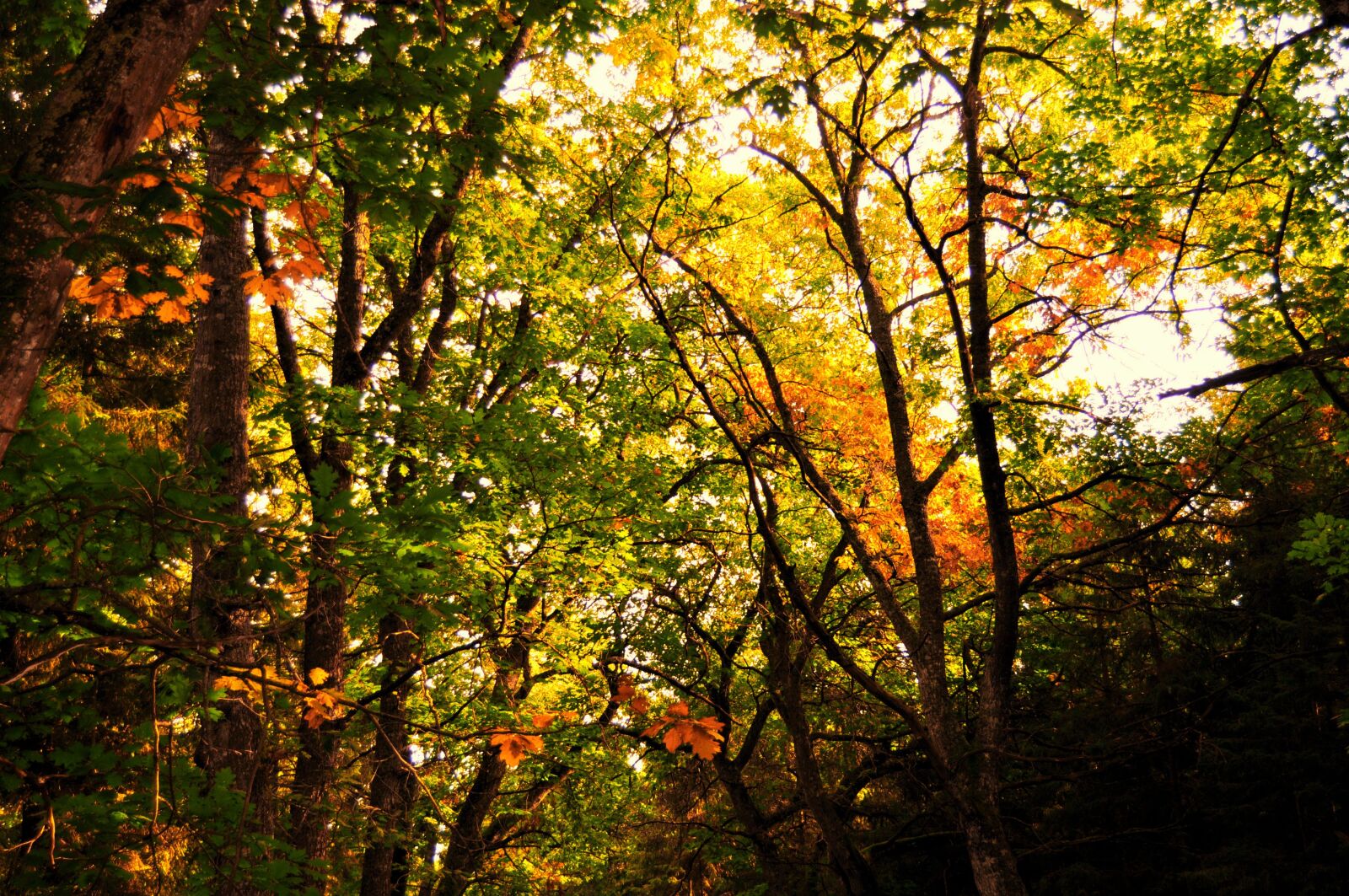 Nikon D5000 sample photo. Tree, forest, swedish trees photography
