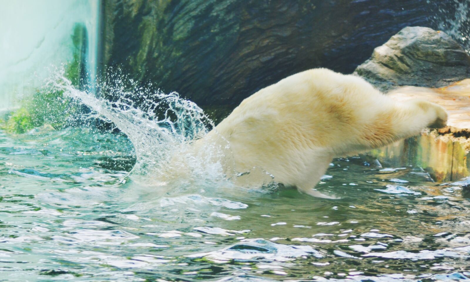 Nikon D3100 sample photo. Jump, water, bear photography