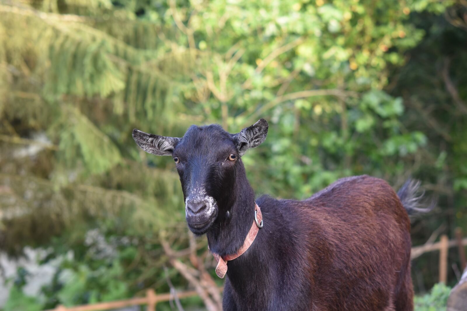 Nikon D5600 sample photo. Goat, bushman, herbivore photography