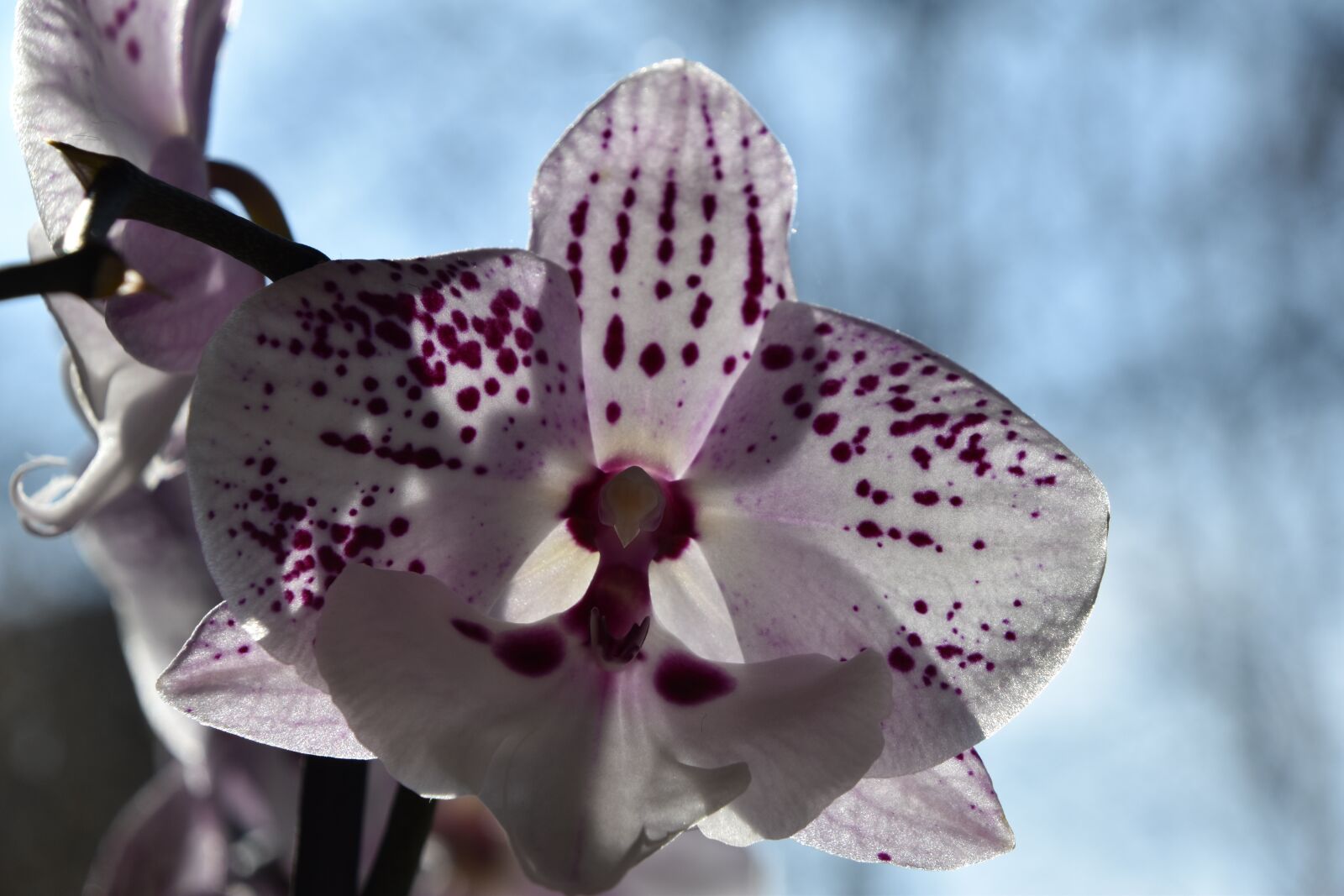 Nikon D5600 sample photo. Flower, nature, plant photography