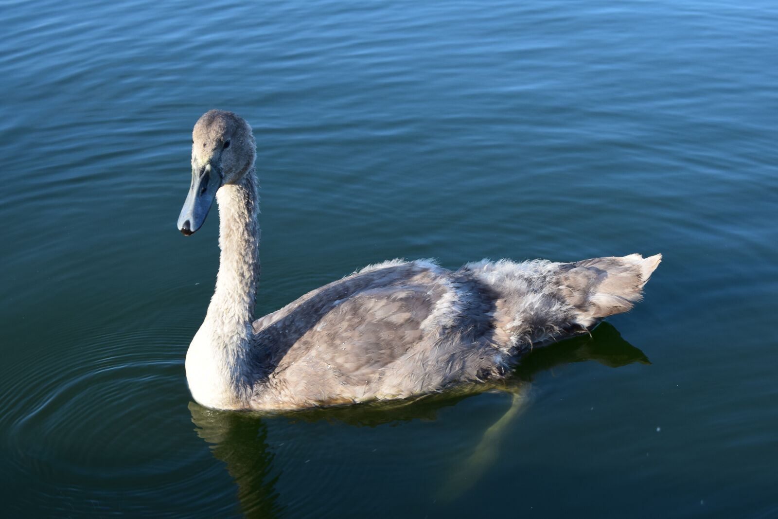 Nikon D3300 sample photo. Cygnet, swan, lake photography