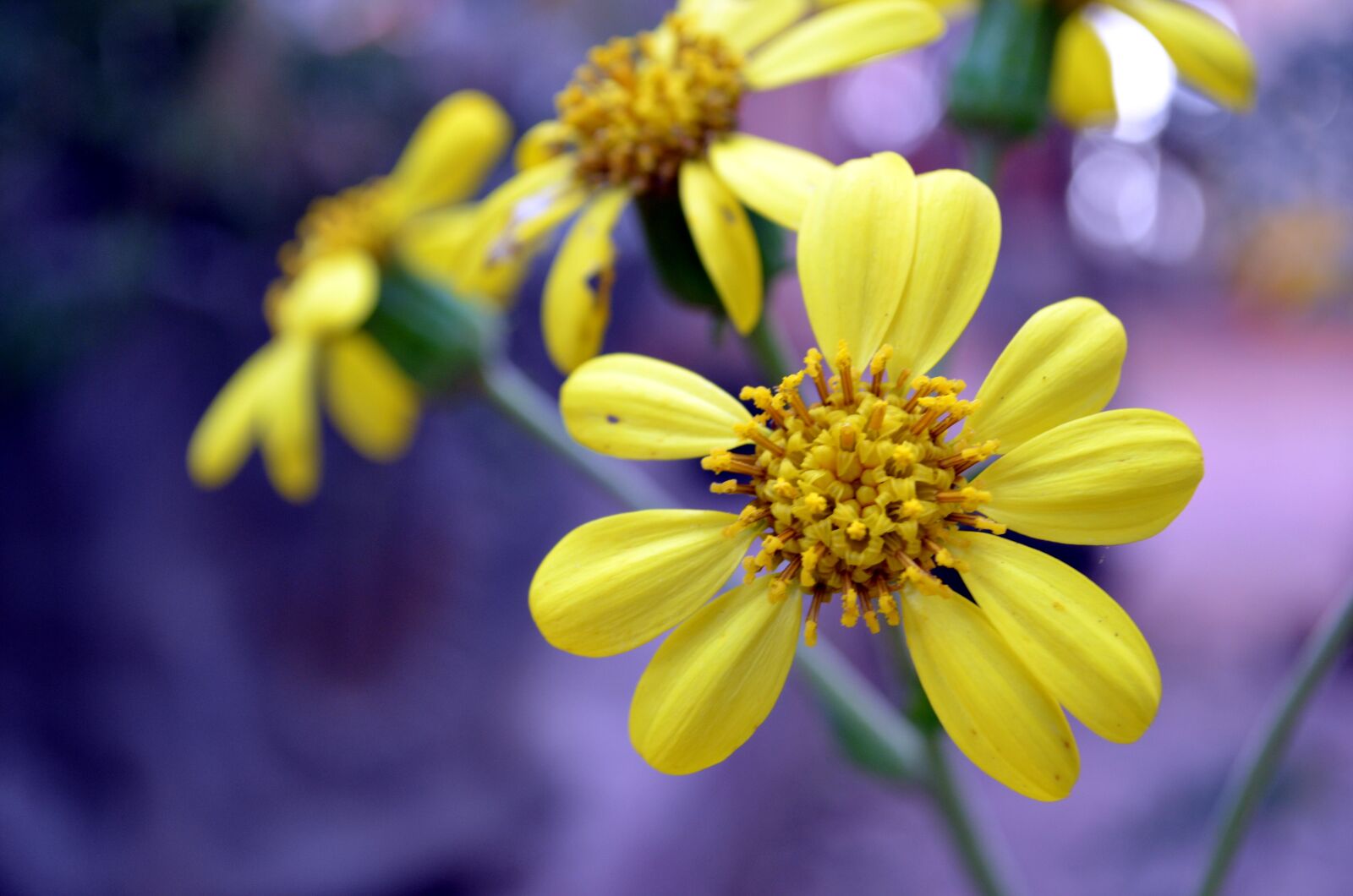 Nikon D5100 sample photo. Flower, garden, yellow photography
