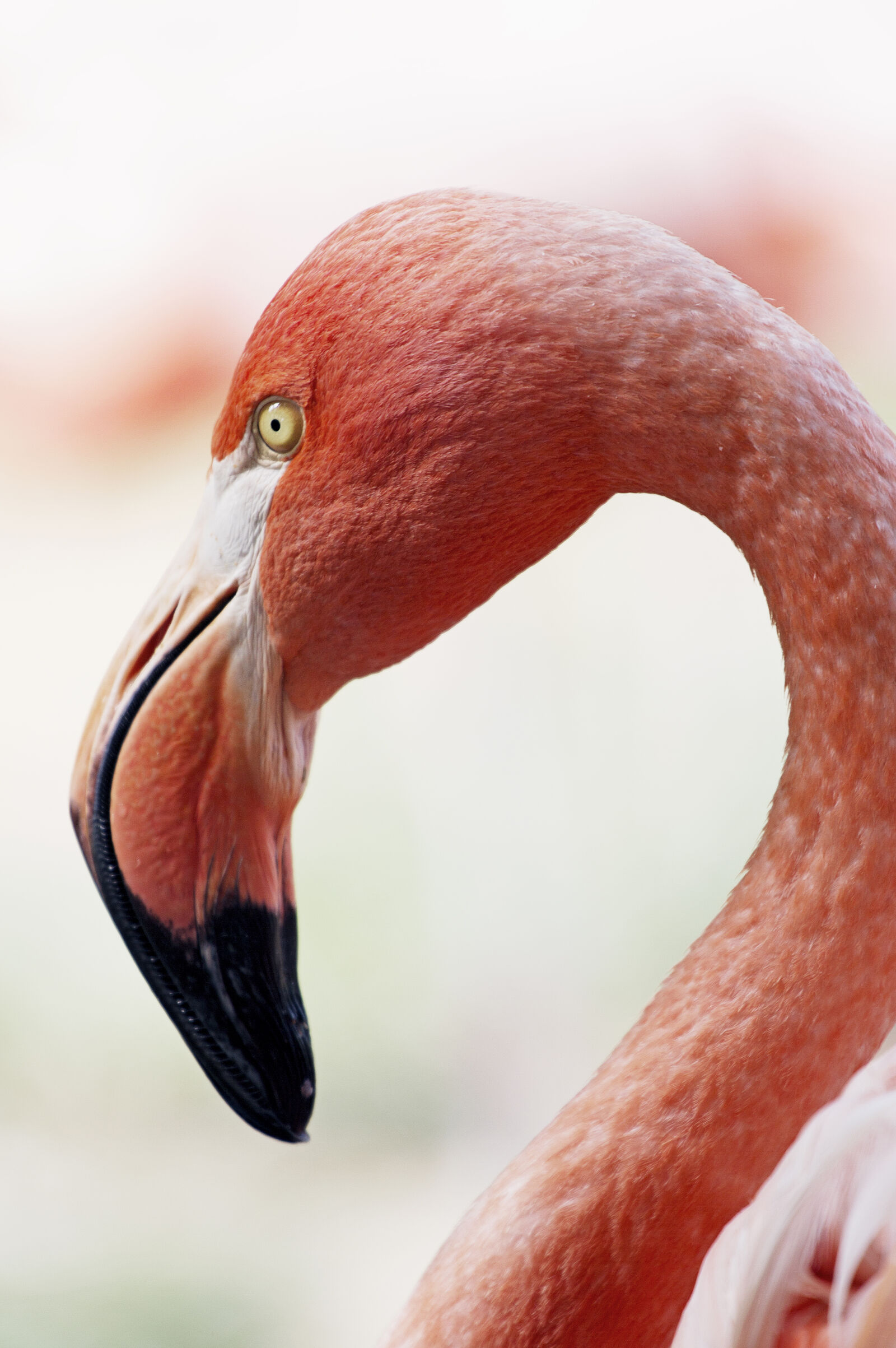 Canon EF 70-200mm F4L USM sample photo. Close, up, of, duck photography