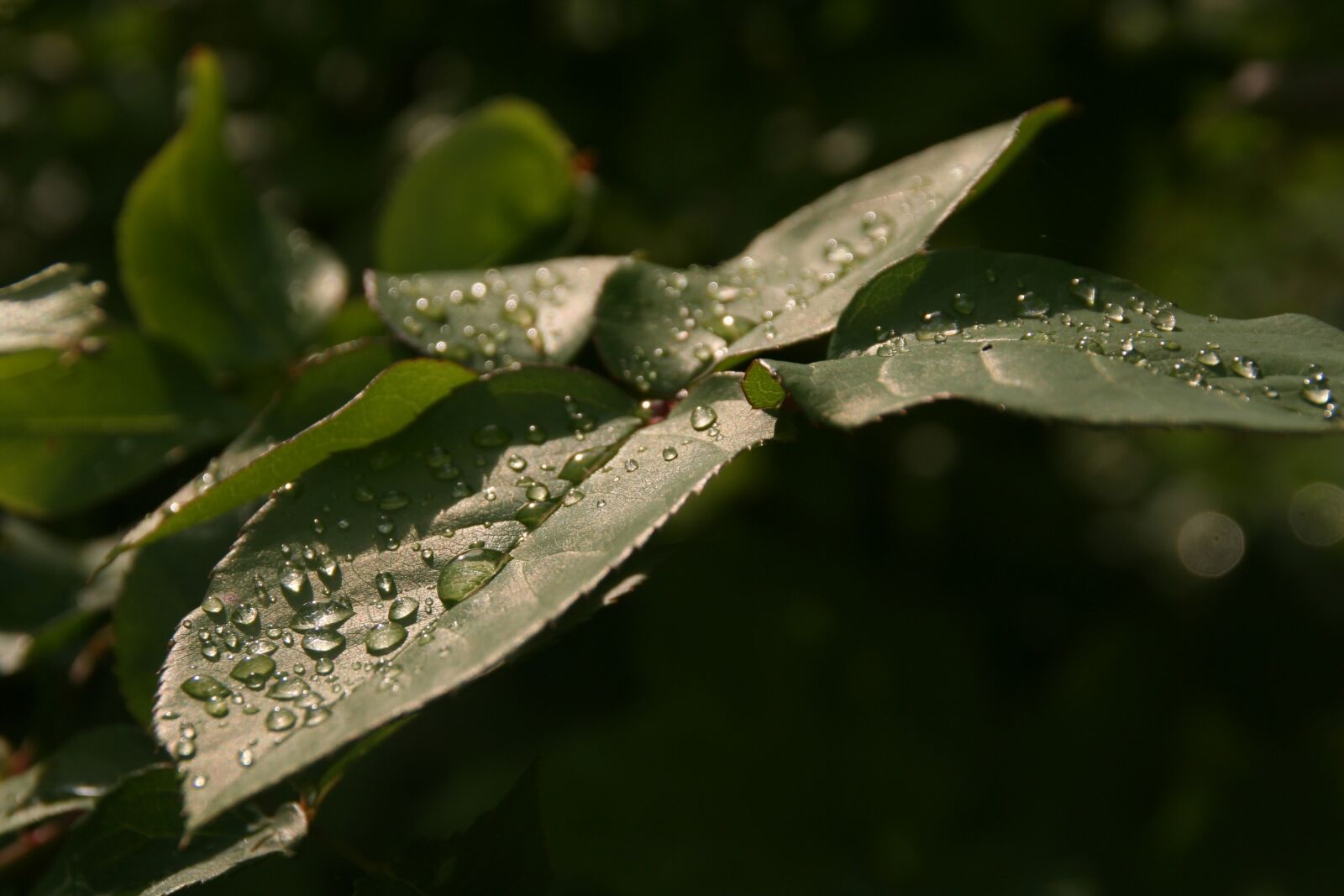 Canon EOS 350D (EOS Digital Rebel XT / EOS Kiss Digital N) sample photo. Leaf, nature, rain photography
