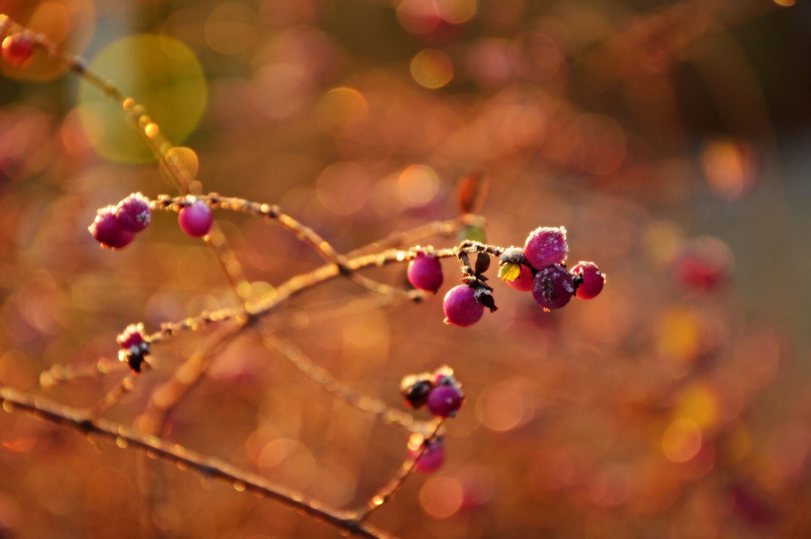 Nikon D3200 sample photo. Berries, fruits, ripe photography