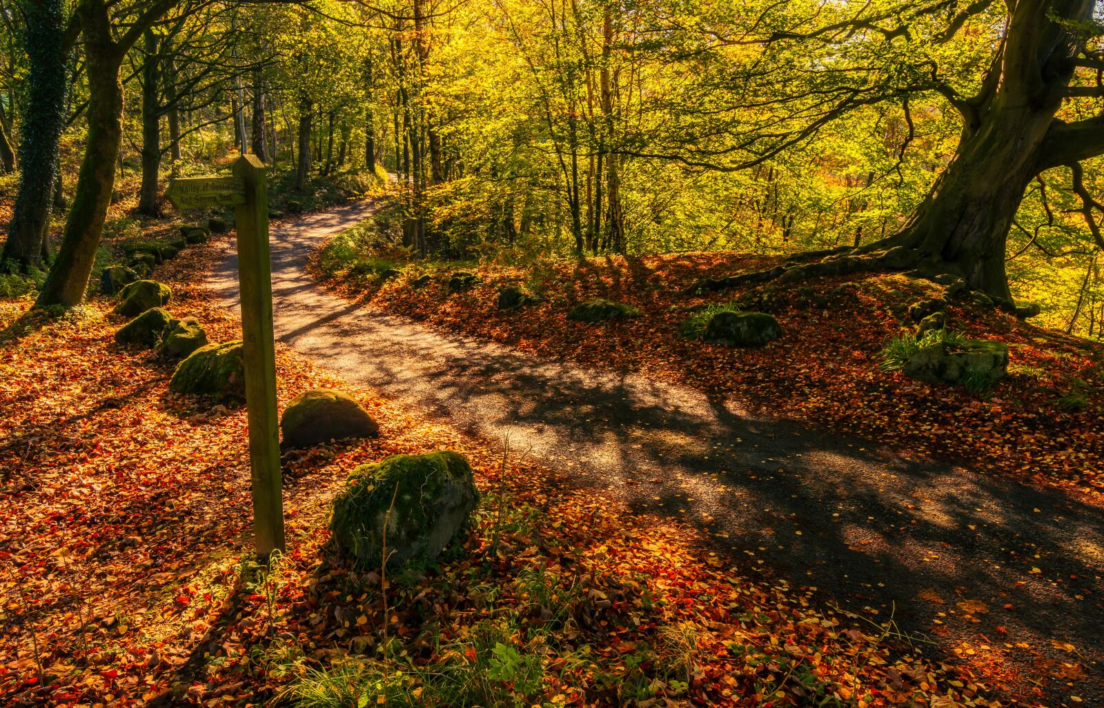 Tokina AT-X Pro 11-16mm F2.8 DX II sample photo. Autumn light, leaves, landscape photography